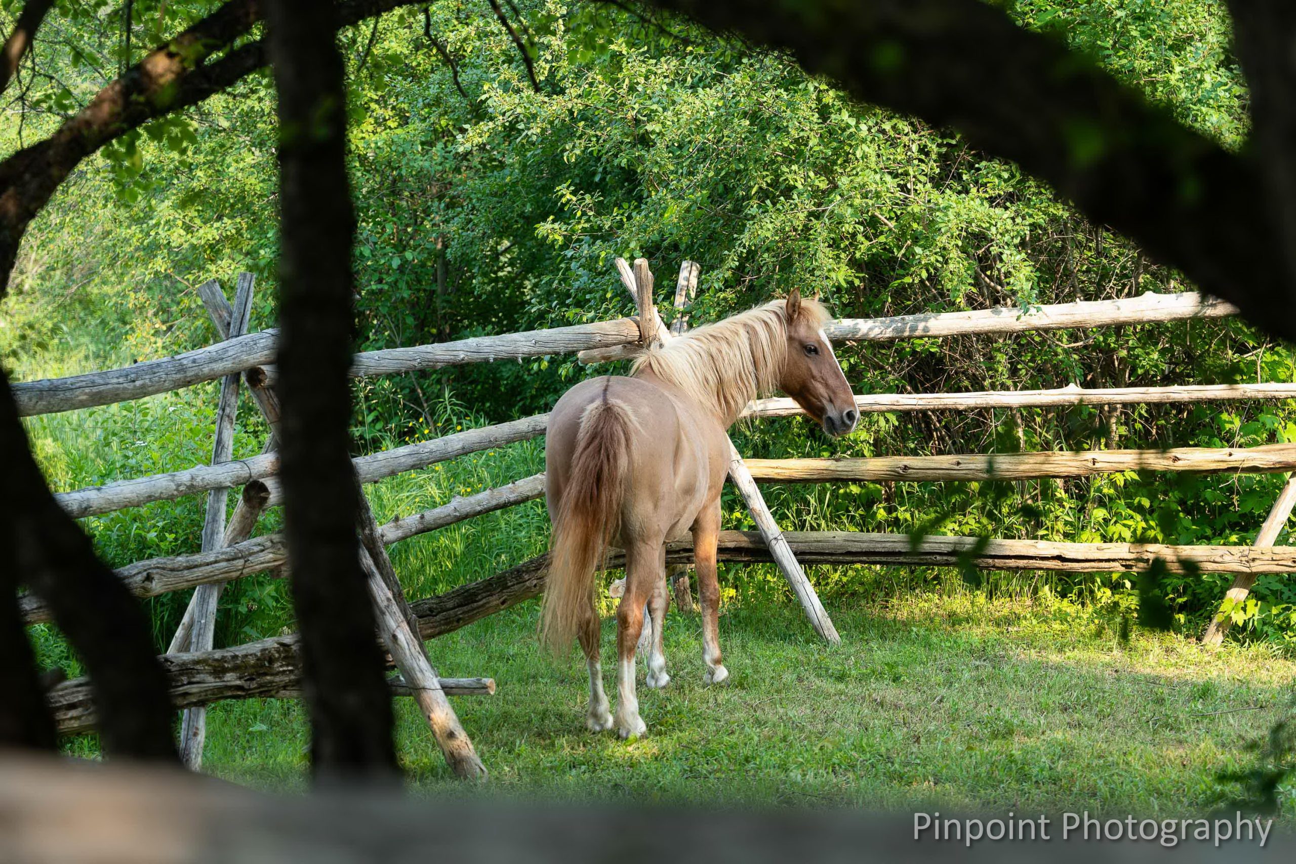 Horse in field with log fence